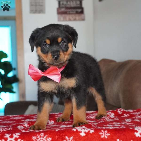 Noel, Rottweiler Puppy