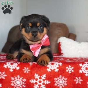 Noel, Rottweiler Puppy