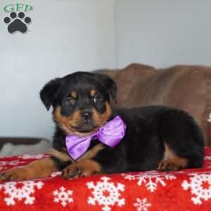 Juniper, Rottweiler Puppy