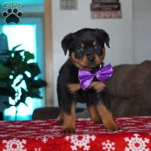 Juniper, Rottweiler Puppy