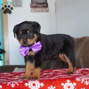 Juniper, Rottweiler Puppy