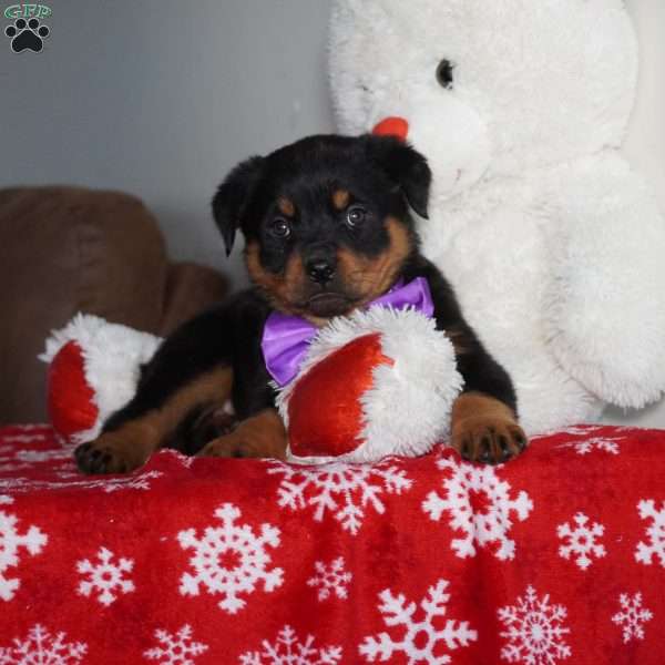 Juniper, Rottweiler Puppy