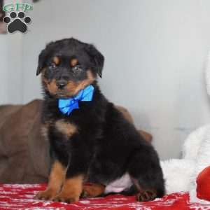 Knight, Rottweiler Puppy
