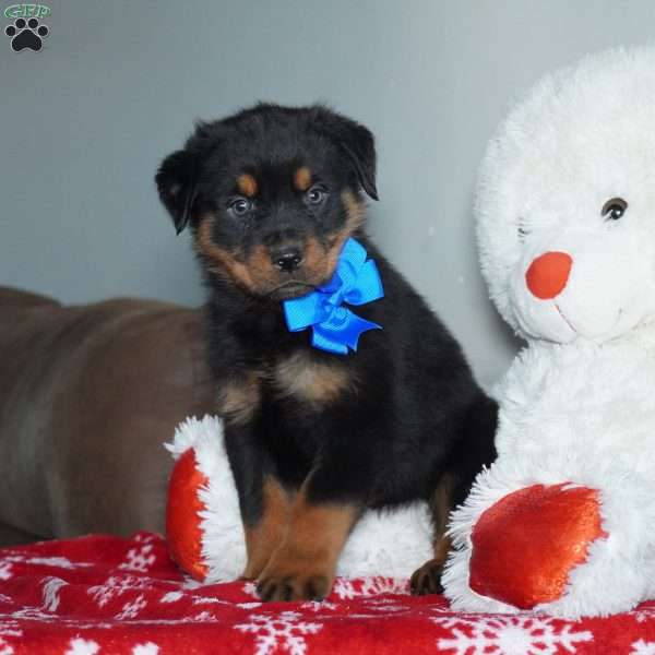 Knight, Rottweiler Puppy