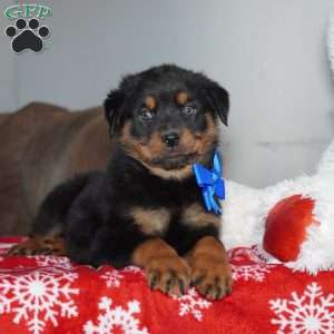 Knight, Rottweiler Puppy