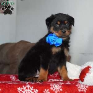 Knight, Rottweiler Puppy