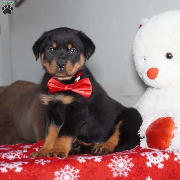 Bear, Rottweiler Puppy
