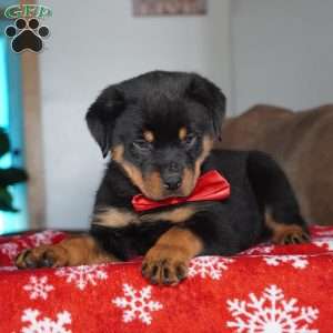 Bear, Rottweiler Puppy