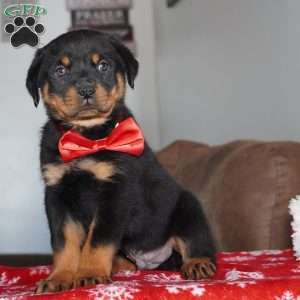 Bear, Rottweiler Puppy