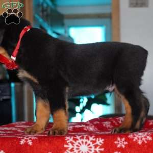 Bear, Rottweiler Puppy