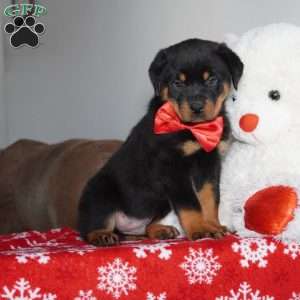 Bear, Rottweiler Puppy