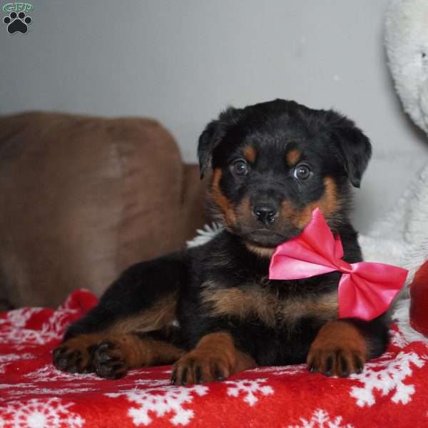 Angel, Rottweiler Puppy