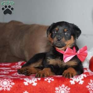 Angel, Rottweiler Puppy