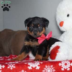 Angel, Rottweiler Puppy