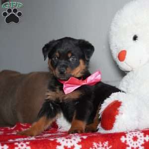 Angel, Rottweiler Puppy