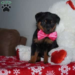 Angel, Rottweiler Puppy