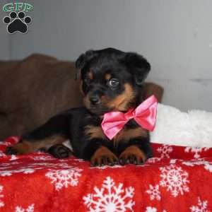 Angel, Rottweiler Puppy