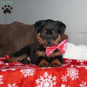 Angel, Rottweiler Puppy
