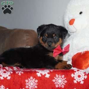 Angel, Rottweiler Puppy