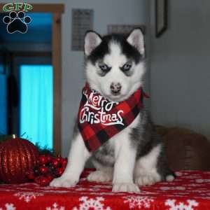 Luna, Siberian Husky Puppy