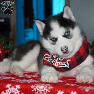 Luna, Siberian Husky Puppy