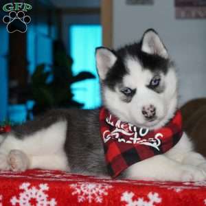 Luna, Siberian Husky Puppy