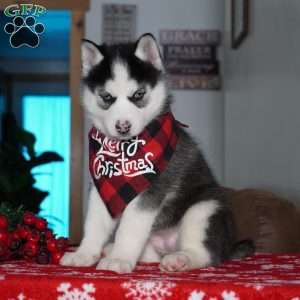 Luna, Siberian Husky Puppy