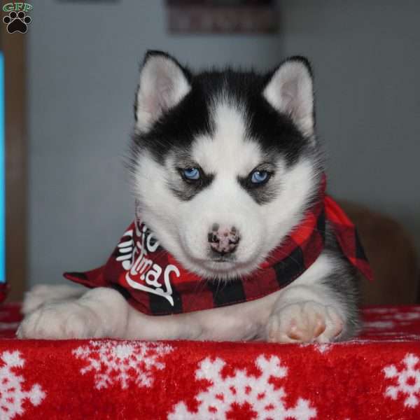 Luna, Siberian Husky Puppy