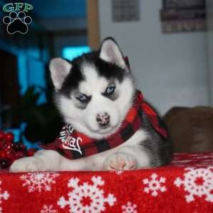 Luna, Siberian Husky Puppy