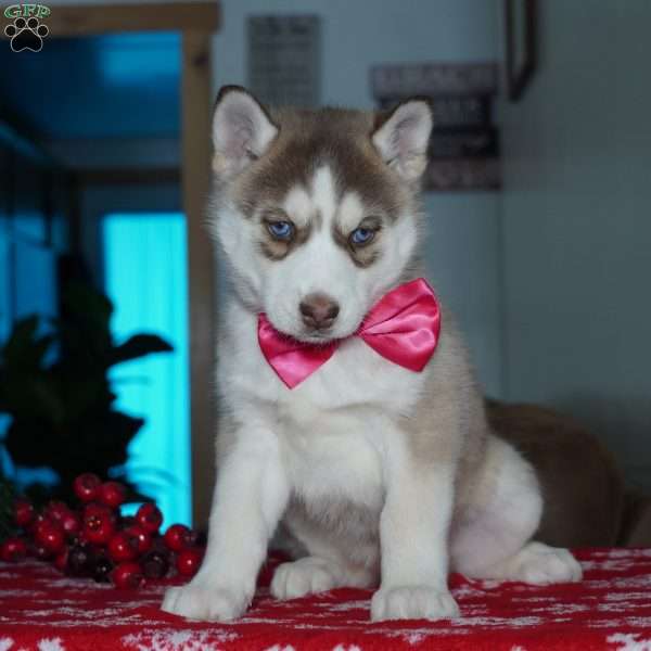 River, Siberian Husky Puppy