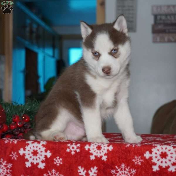 Cash, Siberian Husky Puppy