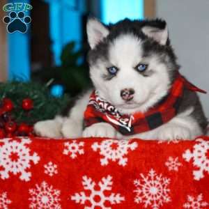 Blaze, Siberian Husky Puppy