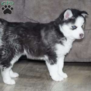 Blaze, Siberian Husky Puppy