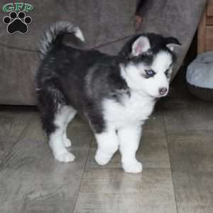 Blaze, Siberian Husky Puppy