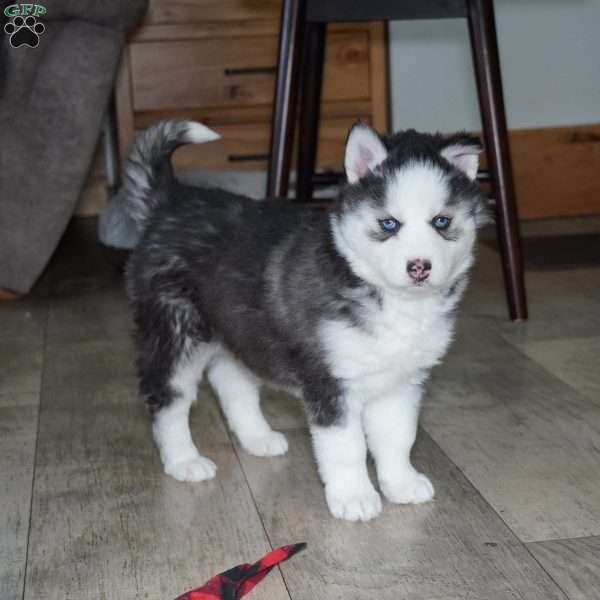 Blaze, Siberian Husky Puppy