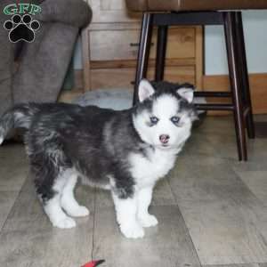 Blaze, Siberian Husky Puppy