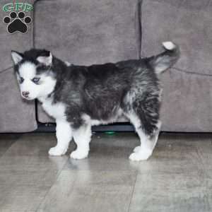 Blaze, Siberian Husky Puppy