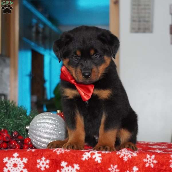 TIMBER, Rottweiler Puppy