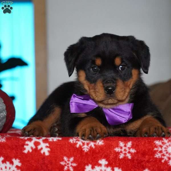 Gabby, Rottweiler Puppy