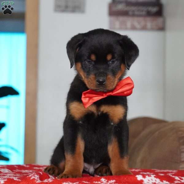 Rambo, Rottweiler Puppy