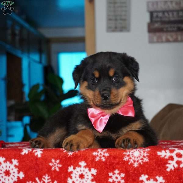 Noel, Rottweiler Puppy