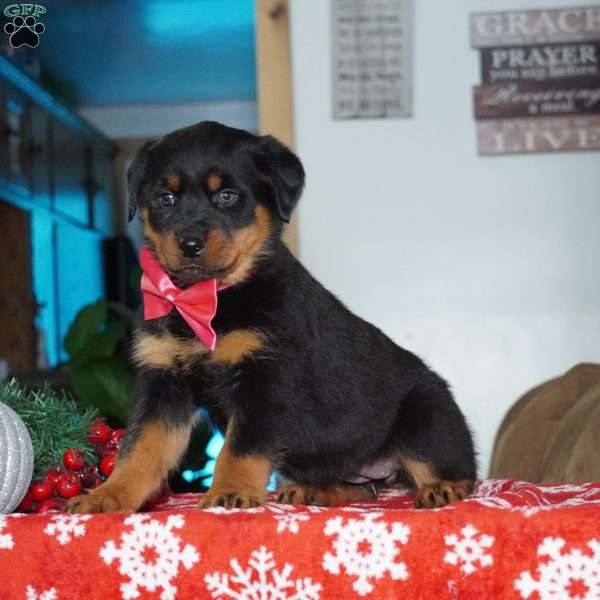 Lola, Rottweiler Puppy