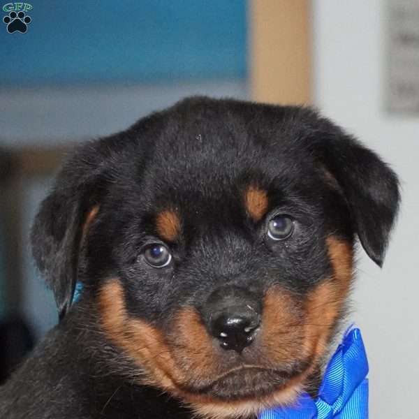 Duke, Rottweiler Puppy
