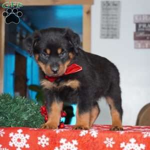 Whiskey, Rottweiler Puppy