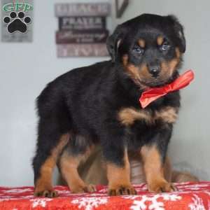 Whiskey, Rottweiler Puppy