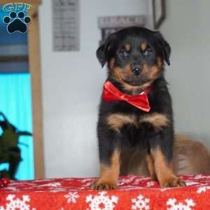 Whiskey, Rottweiler Puppy