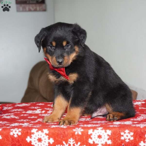 Whiskey, Rottweiler Puppy
