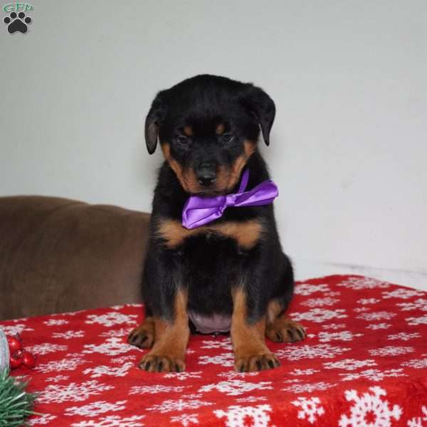 Britta, Rottweiler Puppy