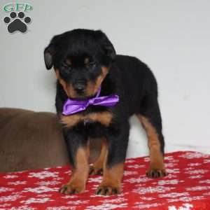 Britta, Rottweiler Puppy