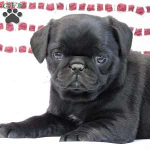 Polly, Pug Puppy
